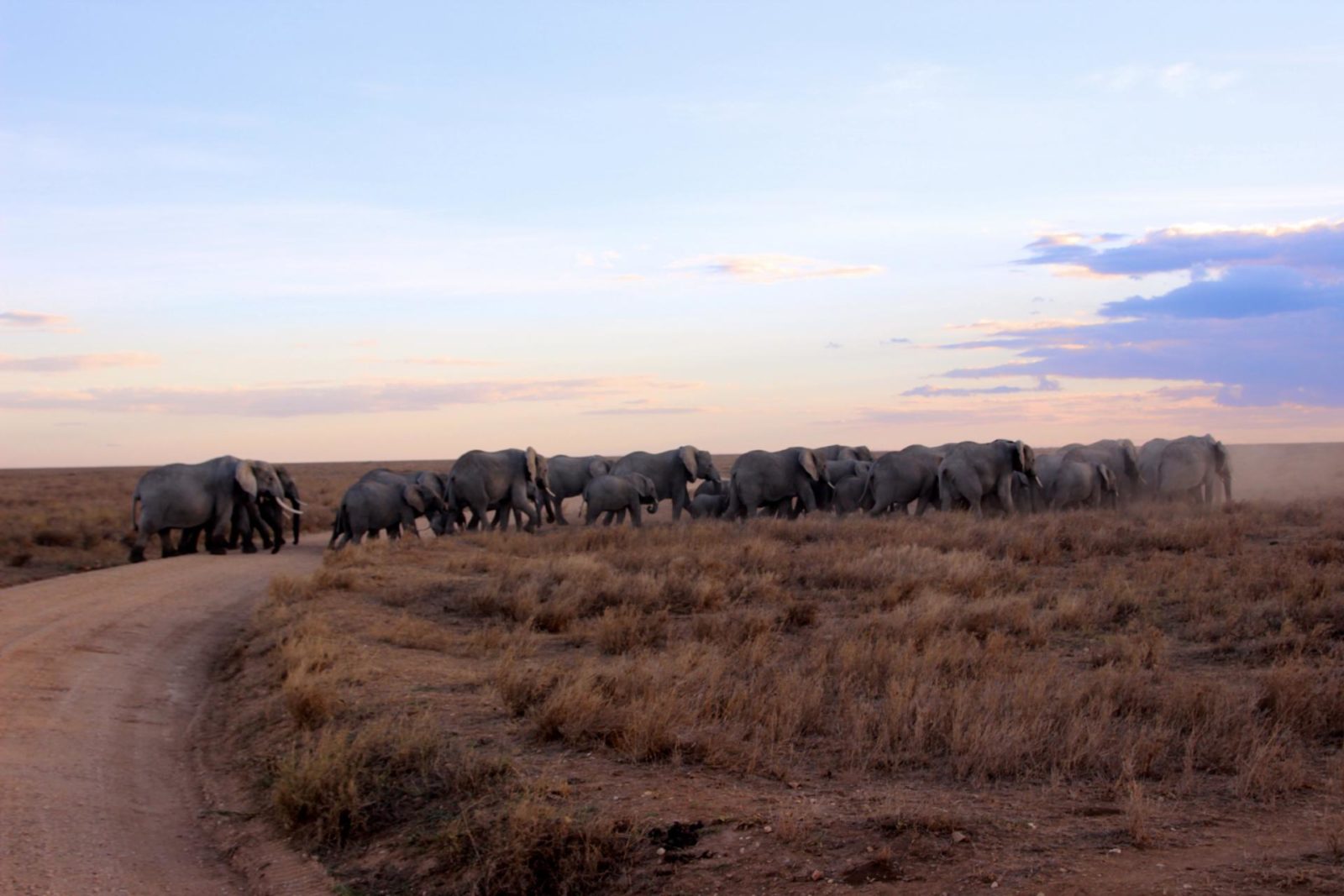 Top Tips for Epic Safari Photos